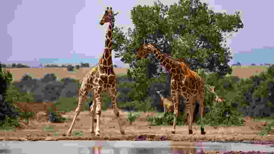 Wildlife in the foothills of Mt Kenya