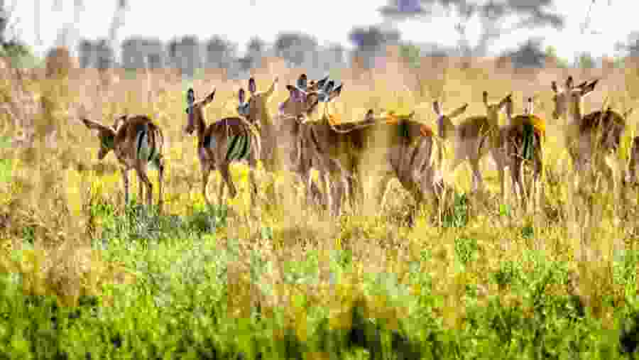 Nairobi National Park