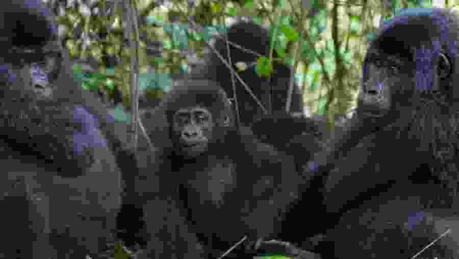Gorillas spotted during the safari