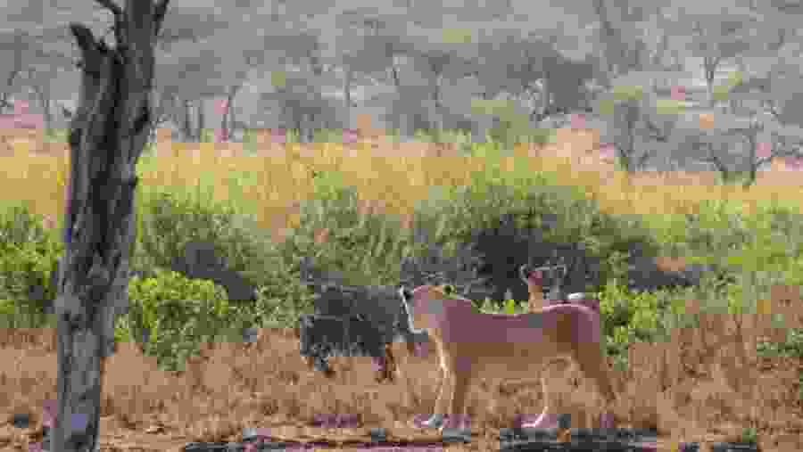 Lions seen in Arusha National Park