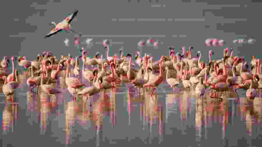 Flamingos At Lake Manyara