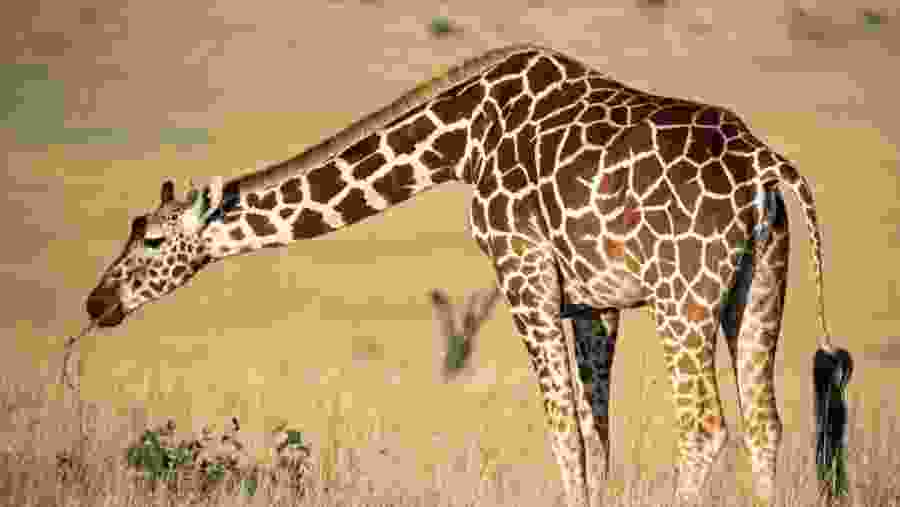 Giraffe Grazing in Masai Mara