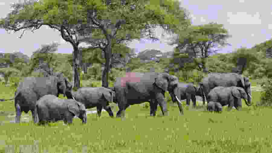 African Elephants