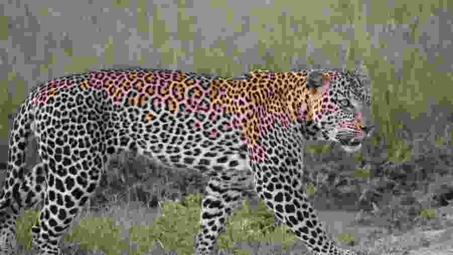 Witness the African wildlife