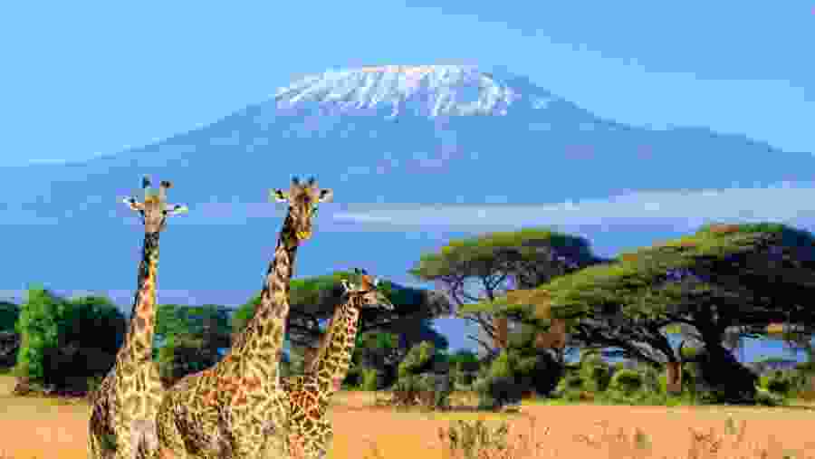 Masai Giraffe