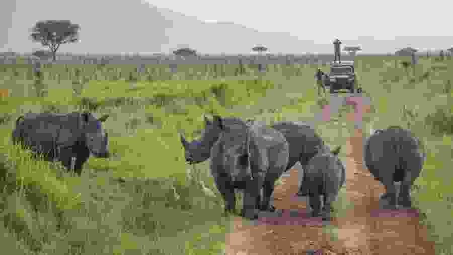 Rhinoceros