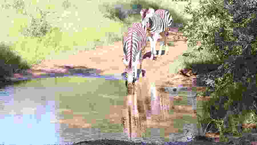 Zebra