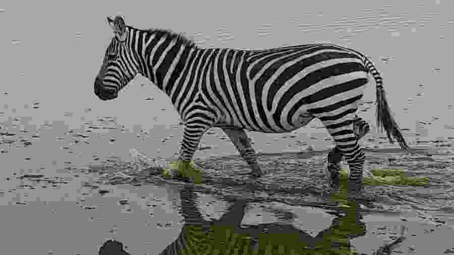 Zebras