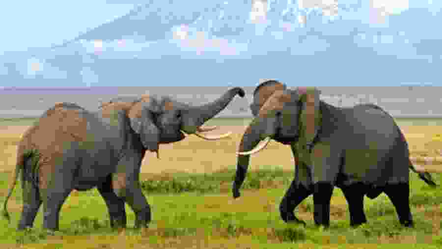 Elephants playing