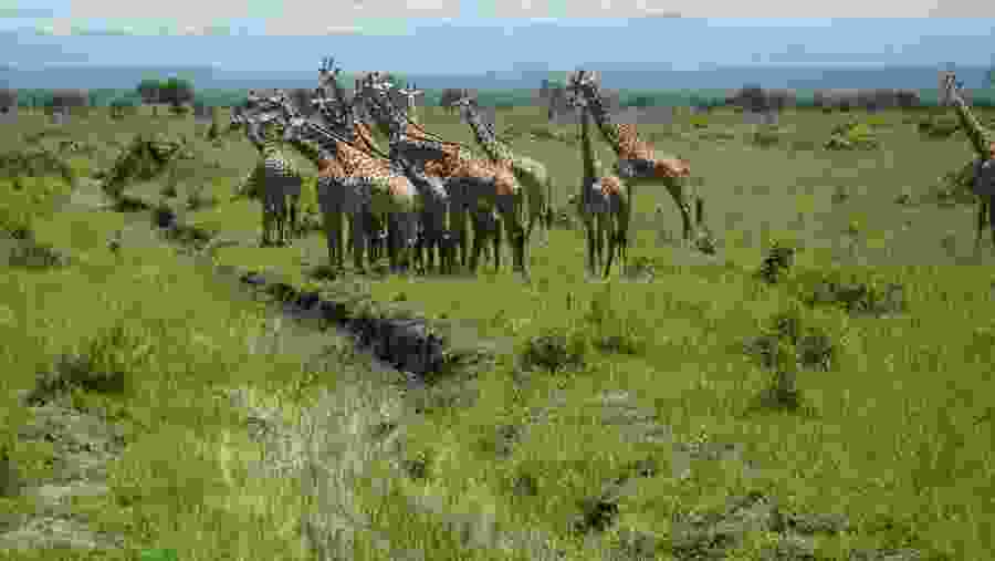 Giraffes