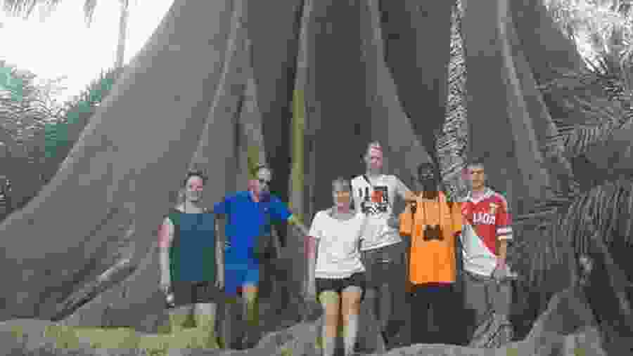 Silk cotton tree house