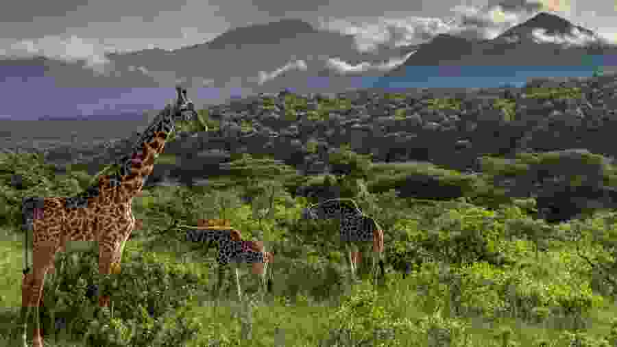 Witness wildlife amidst serene landscapes