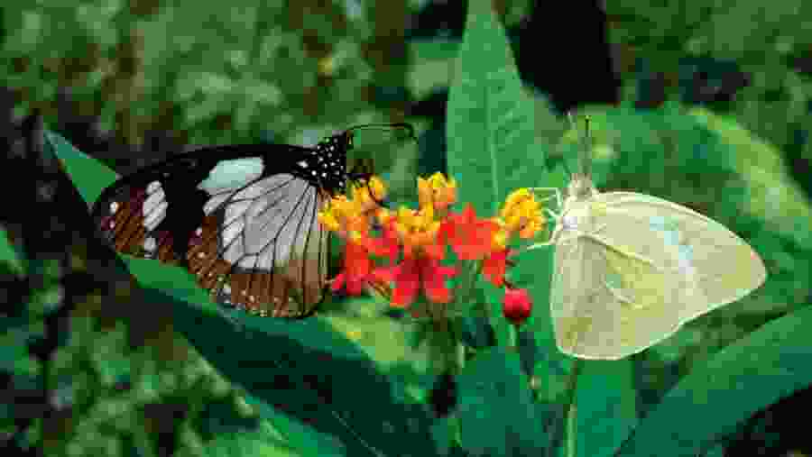 Zanzibar Butterfly Centre
