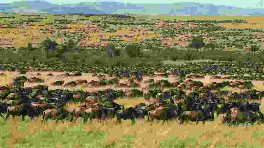 Wildebeest Migration