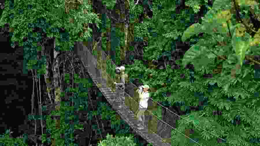 Stroll in dense forest