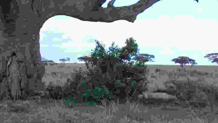 Tarangire National Park