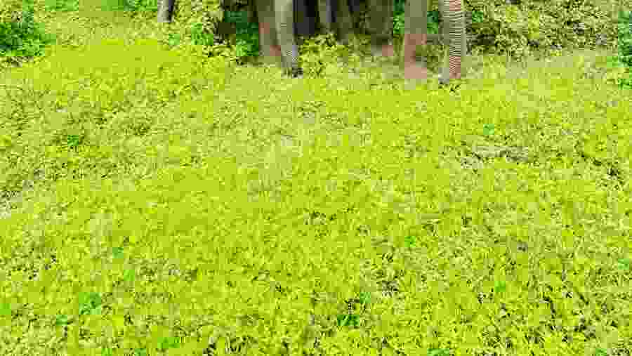 Yala National Park Safari