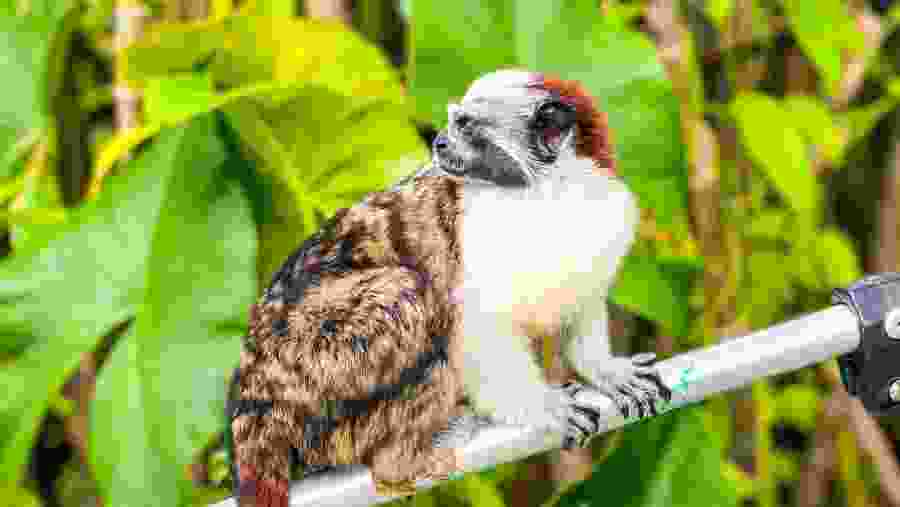 Geoffroy's tamarin