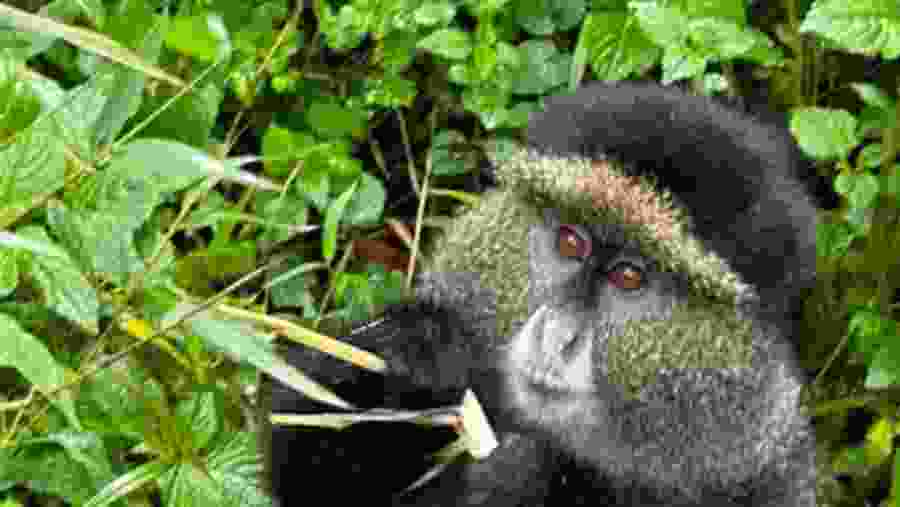 Chimps in Uganda