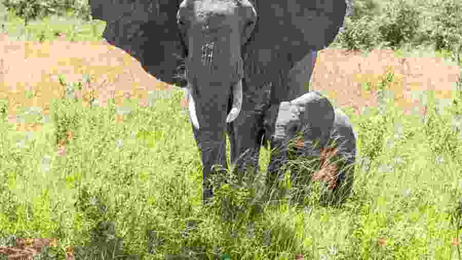 Spot the gigantic African elephant