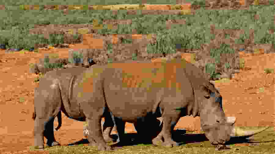 African rhinos sighting