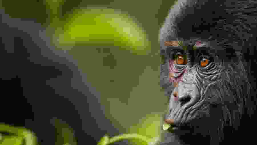 Witness the African wildlife