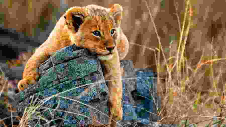 Wildlife Experience