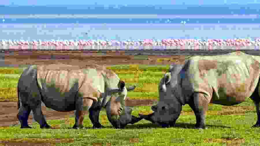 Rhinos near Lake Nakuru