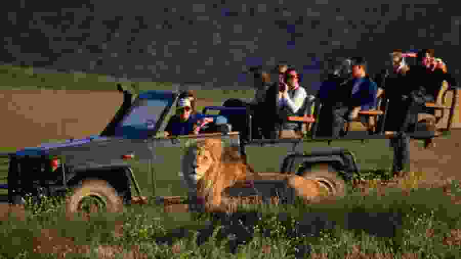 Guests meeting a lion on a game drive