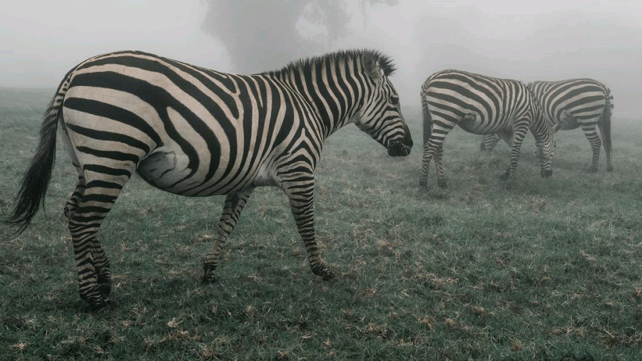 Full-Day Ngorongoro Crater Safari Tour from Moshi or Arusha