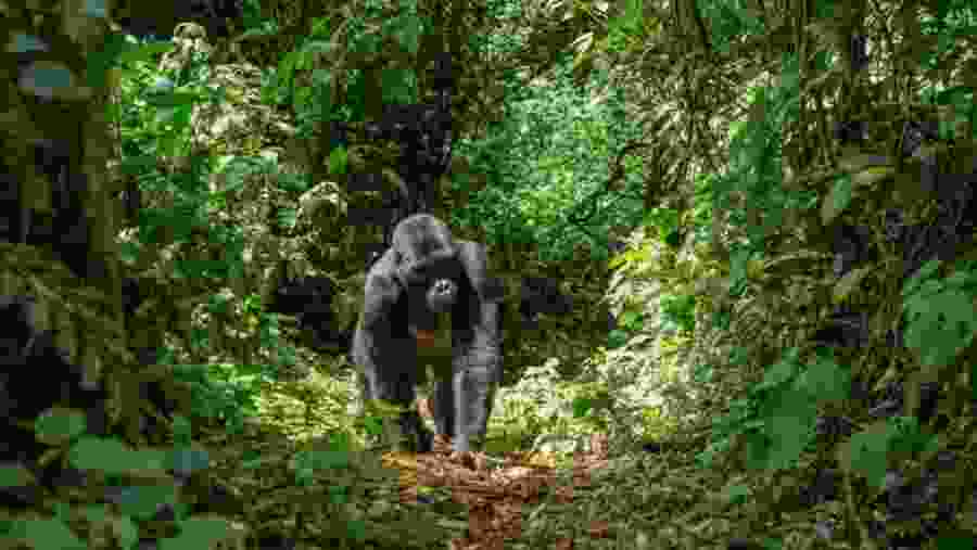 Gorilla Spotted during the trekking