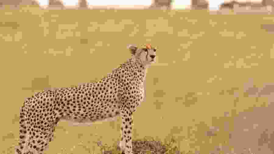 Witness the enchanting African cheetah at Masai Mara