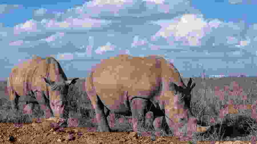 Rhinos