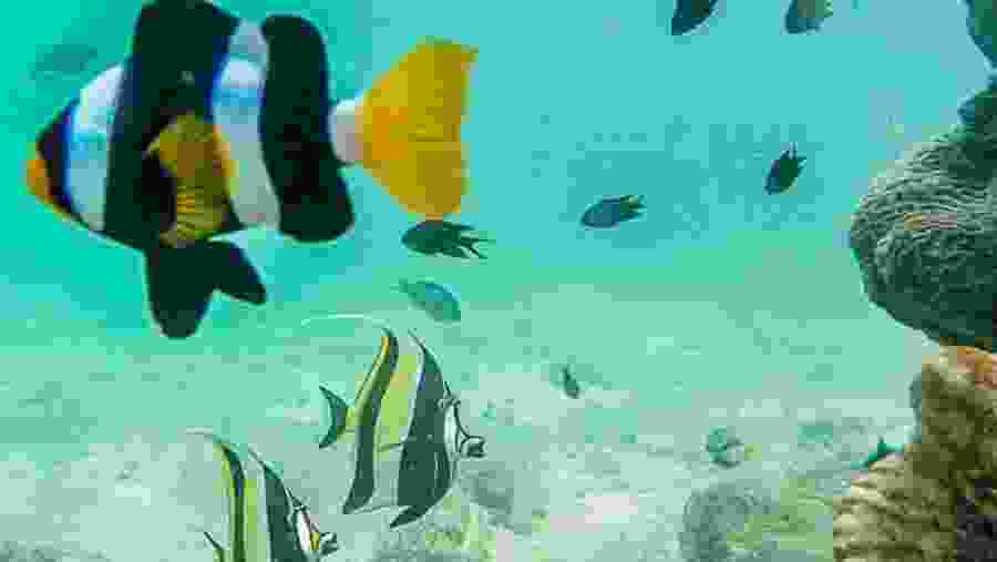 See the marine life of Phang Nga Bay