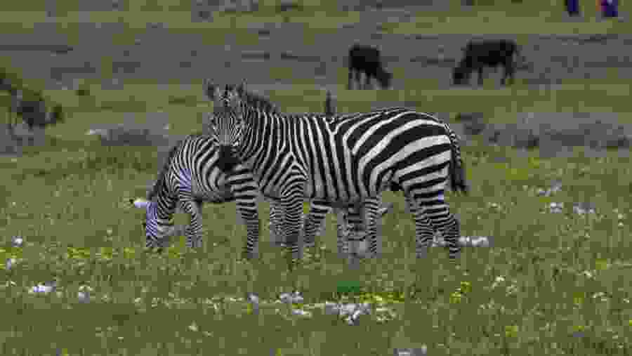 Zebra