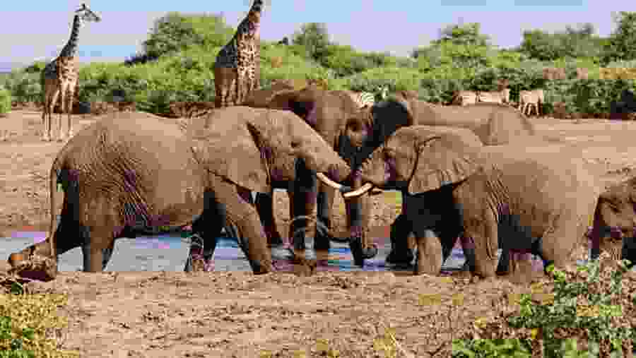 Witness majestic elephant herds