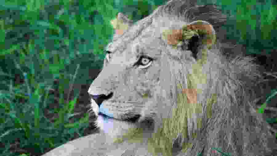Lion