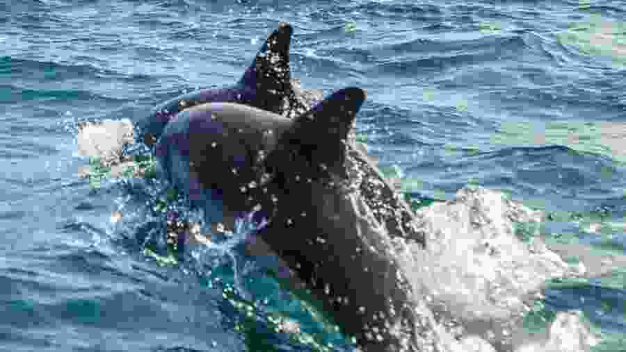 Spot dolphins in Kalpitiya, Negombo, Sri Lanka