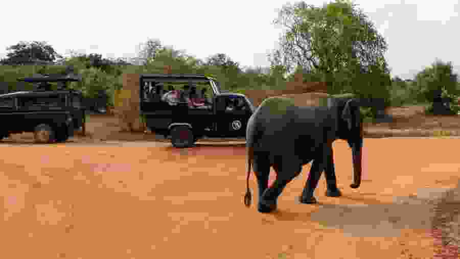 Yala National Park, Sri Lanka