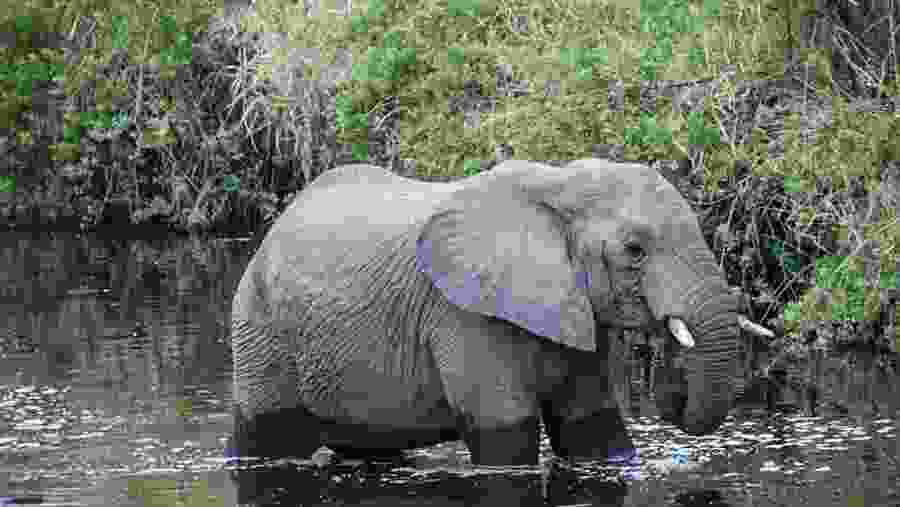 An elephant in Tarangire National Park