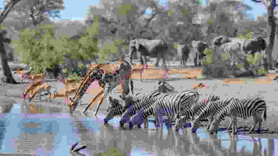 Come several exotic wild animals