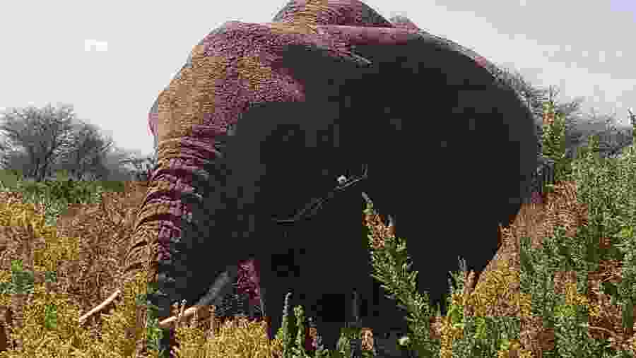 Bush Elephant