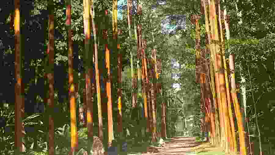 Botanical Garden of Rio de Janeiro
