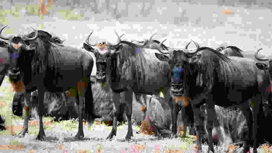 Tanzania Safari