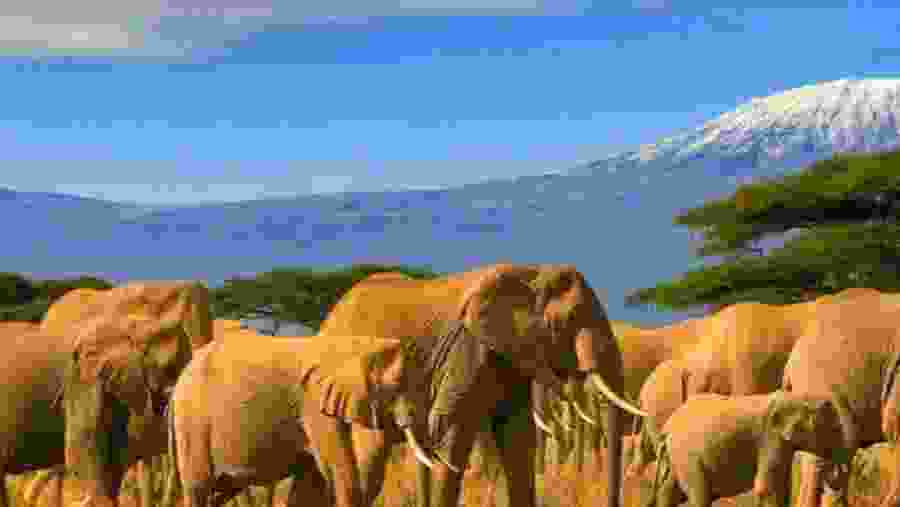 African Elephants