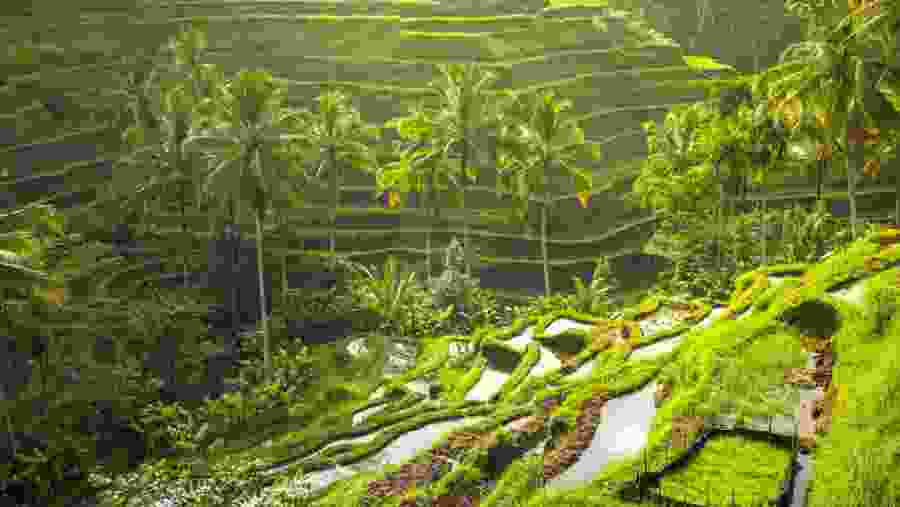 Tegalalang Rice Terrace