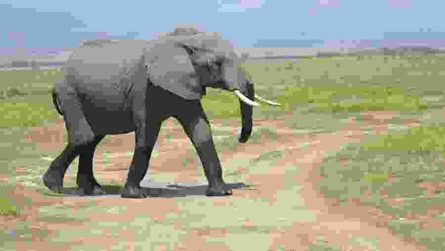 African bush elephant