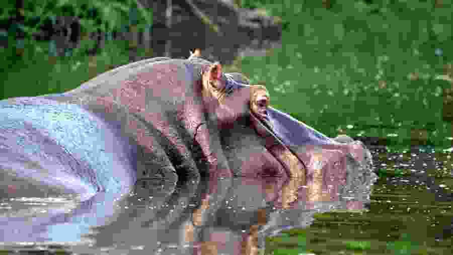 Hippo