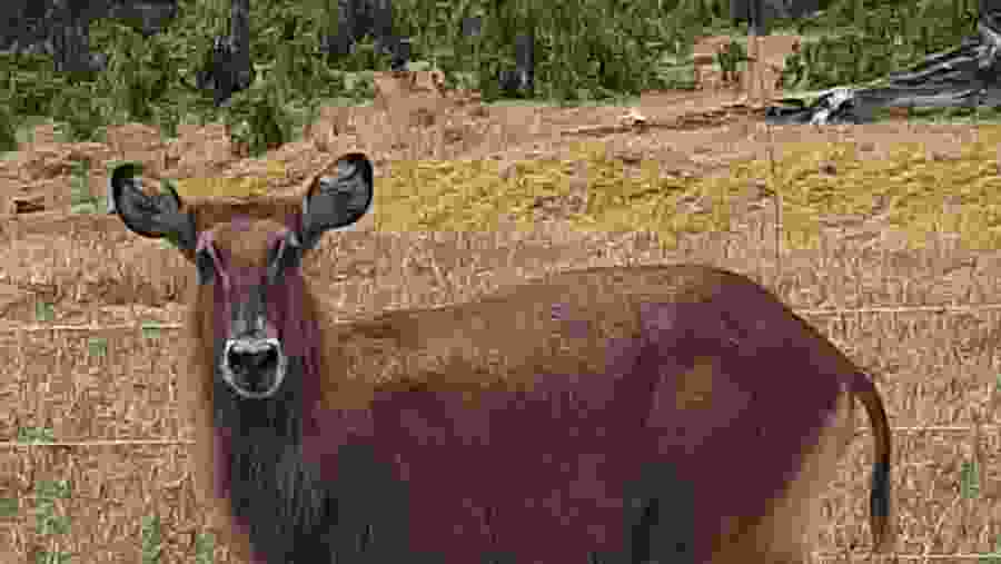 Witness the wildlife