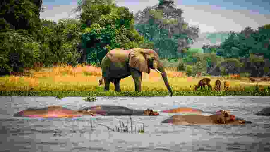 Murchison Hippos and Elephant